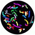 Multi-color FISH Metaphase