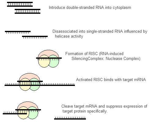 RNAi by siRNA